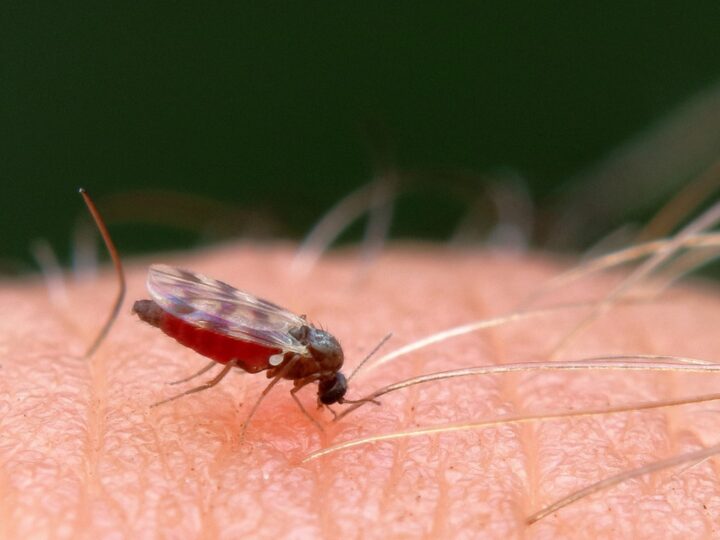 Komary dokuczają mieszkańcom Szczecina: walka z owadami w pełni