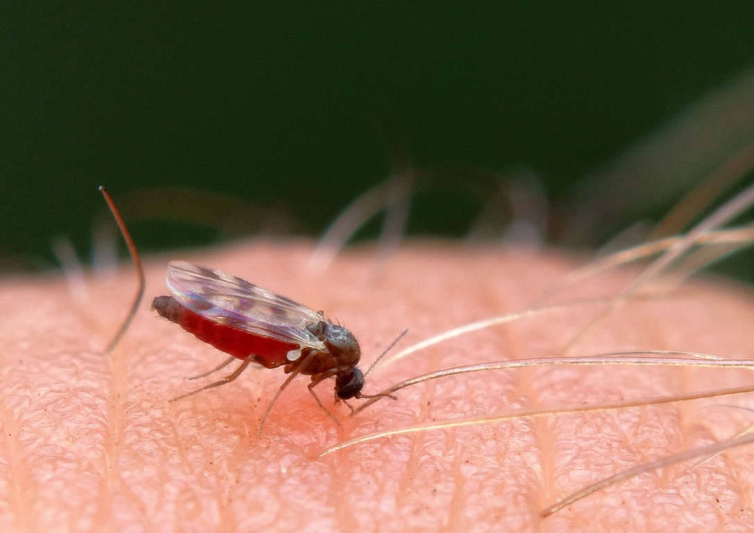 Komary dokuczają mieszkańcom Szczecina: walka z owadami w pełni