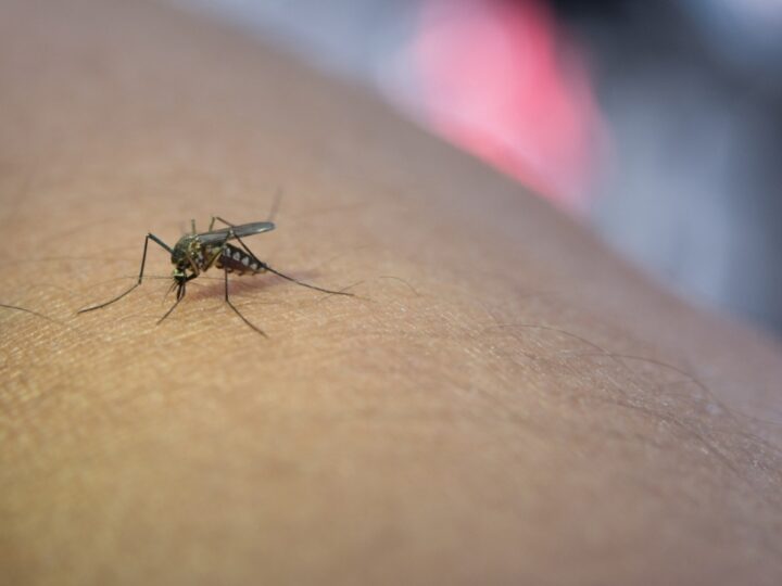 Niekończący się problem komarów w Szczecinie