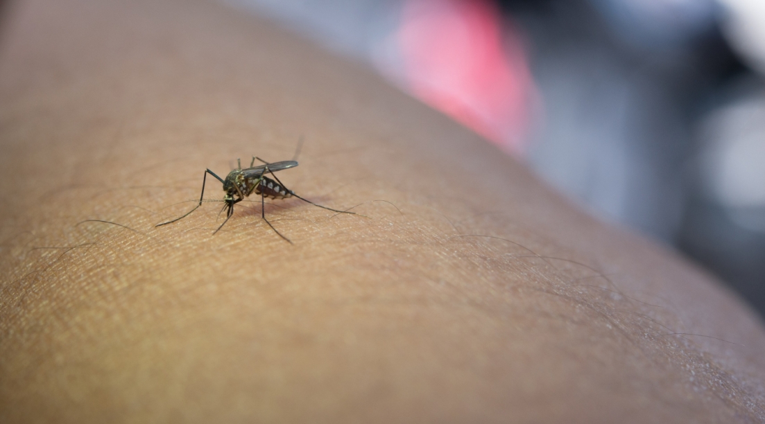 Niekończący się problem komarów w Szczecinie