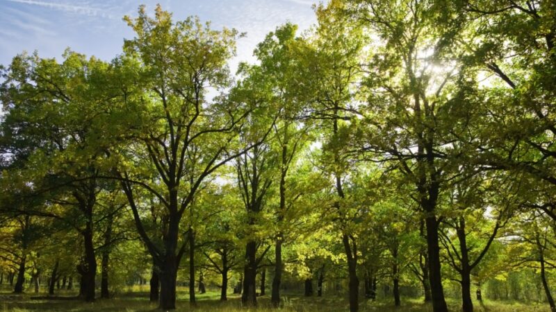 Zielone przemiany Szczecina: Nowe drzewa i krzewy na drodze do aquaparku
