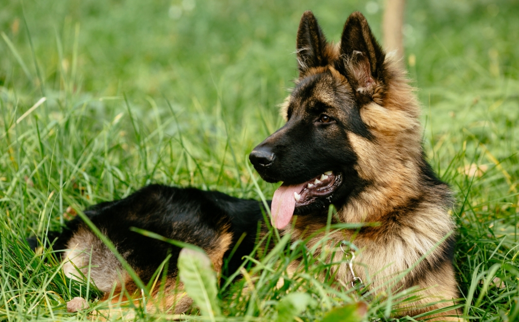 Misja szczecińskich studentów kynologii wspomaganych policyjnymi psami w śledztwach narkotykowych