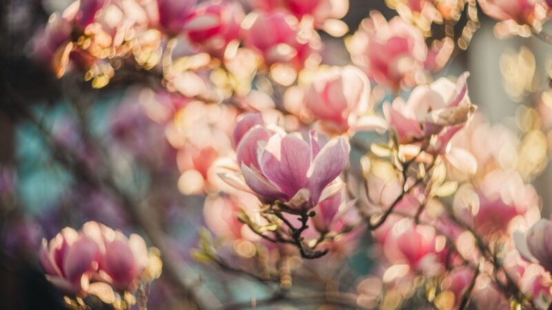 Koniec stulecia upamiętniony sadzeniem magnolii, hołdem dla Jacka Nieżychowskiego