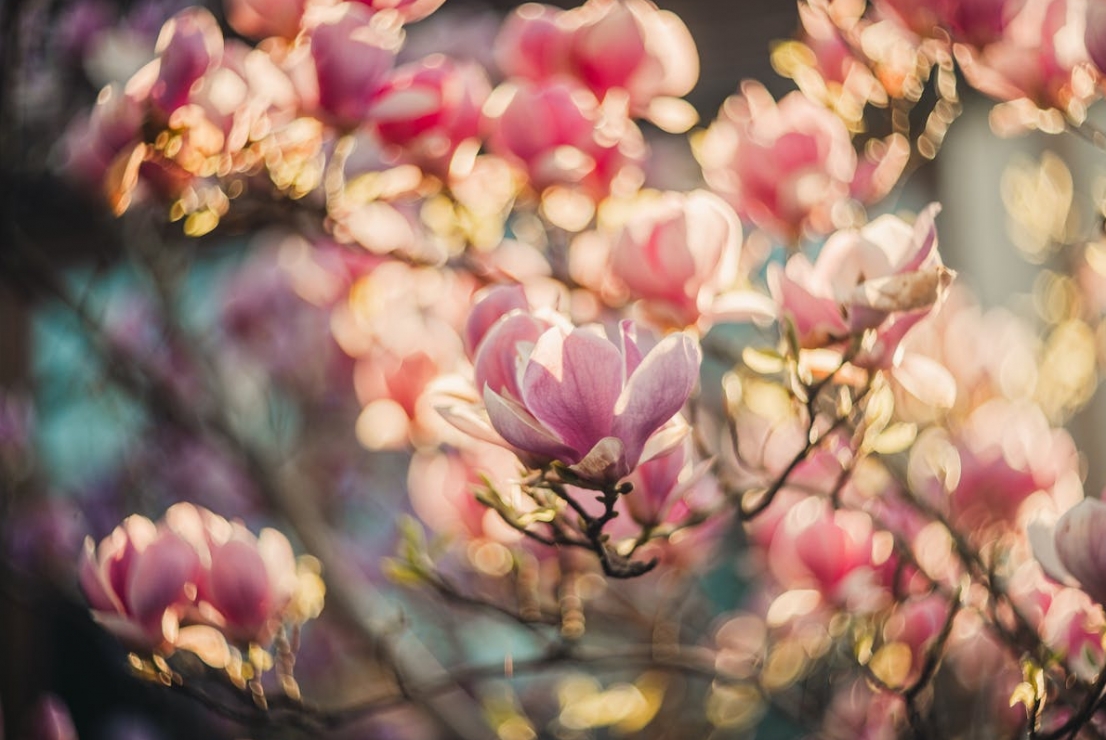 Koniec stulecia upamiętniony sadzeniem magnolii, hołdem dla Jacka Nieżychowskiego