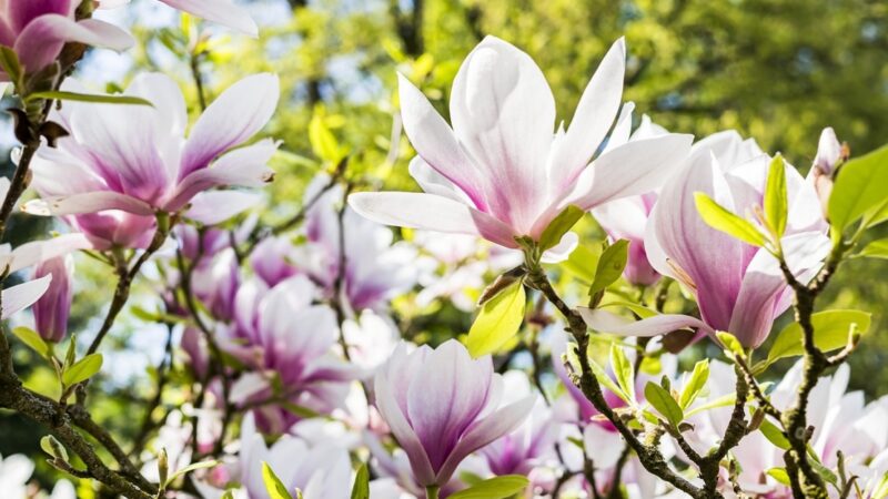 Magnolie: Wiosenne klejnoty Szczecina i spacer pośród ich piękna
