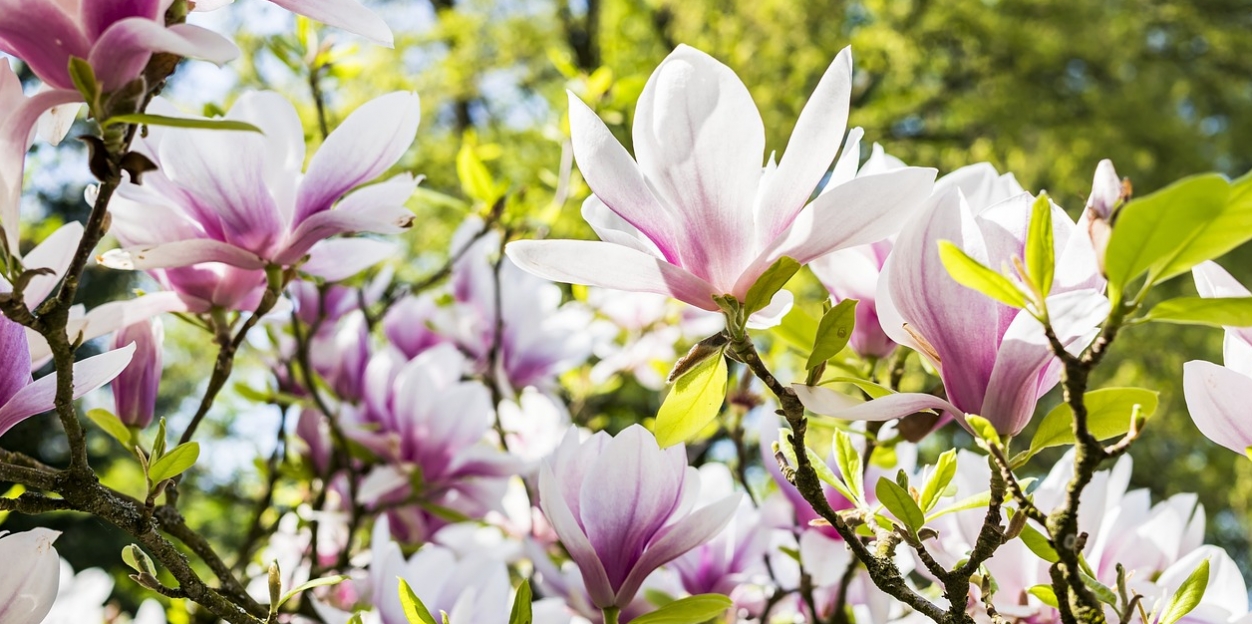 Magnolie: Wiosenne klejnoty Szczecina i spacer pośród ich piękna